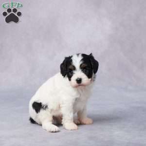 Sal, Cavapoo Puppy